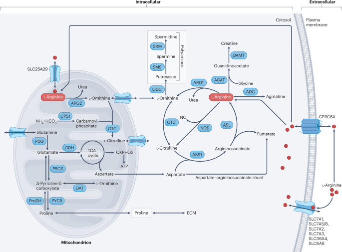 l arginine and l carnitine difference The roles of arginases and arginine in immunity
