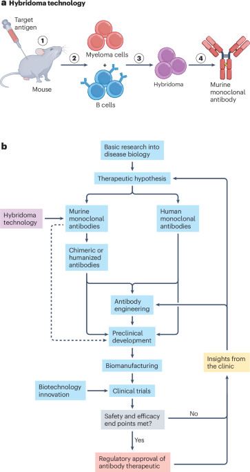 semaglutide antibodies Fifty years of monoclonals: the past, present and future of antibody  therapeutics