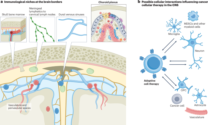 The promise of immunotherapy for central nervous system tumours ...