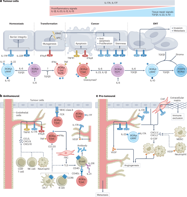 Contextualizing TH17 cells in cancer | Nature Reviews Immunology