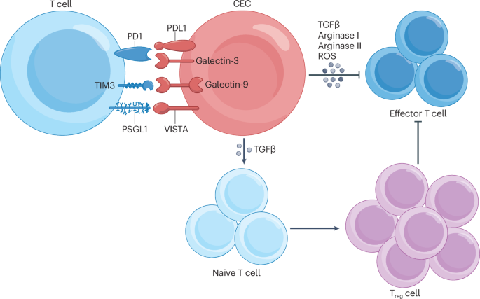 dr keller glutathione Immune regulation by erythroid cells: how erythroid progenitor cells and mature red blood cells shape immunity