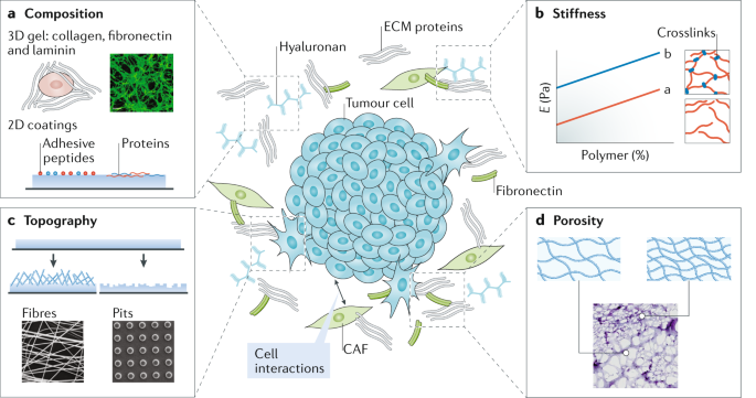 Biomaterials To Model And Measure Epithelial Cancers Nature Figure 1