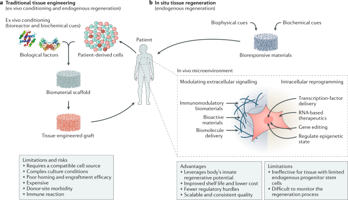 Engineered biomaterials for in situ tissue regeneration | Nature 