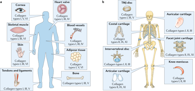 Collagen: quantification, biomechanics and role of minor subtypes in  cartilage | Nature Reviews Materials