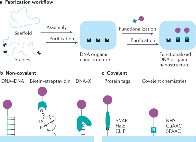 Reconstructing Soma–Soma Synapse-like Vesicular Exocytosis with DNA Origami