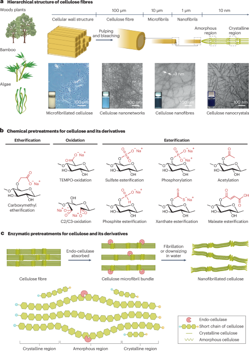 Cellulose nanocomposites by supramolecular chemistry engineering ...
