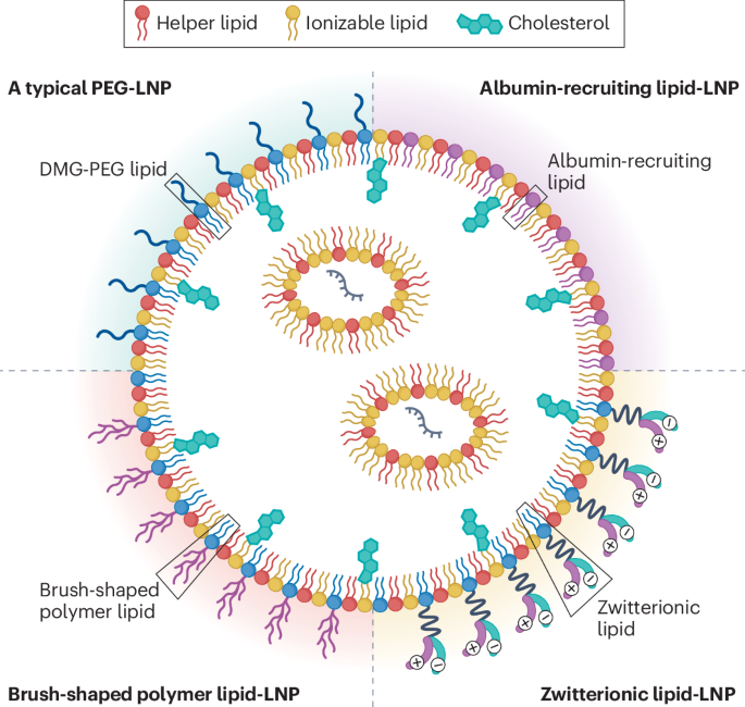 Breaking the PEG barrier to boost mRNA-LNP therapeutics