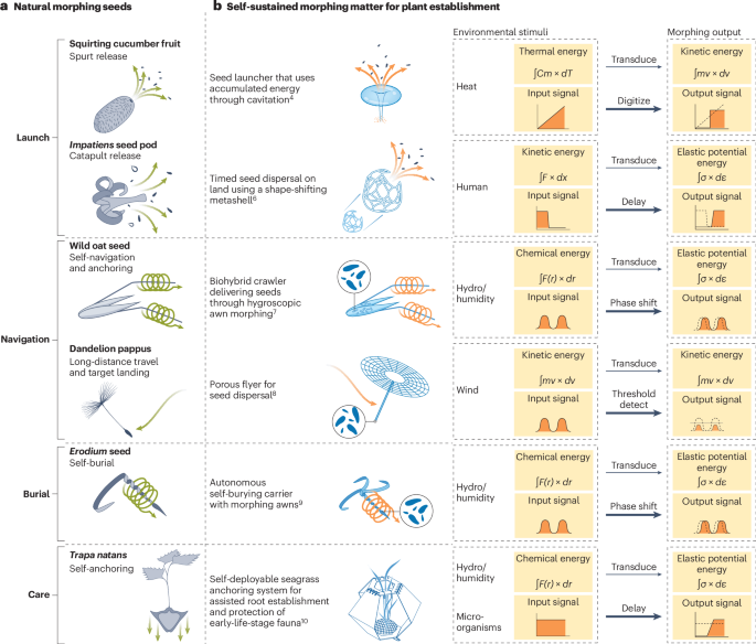 Morphing matter to support ecological restoration