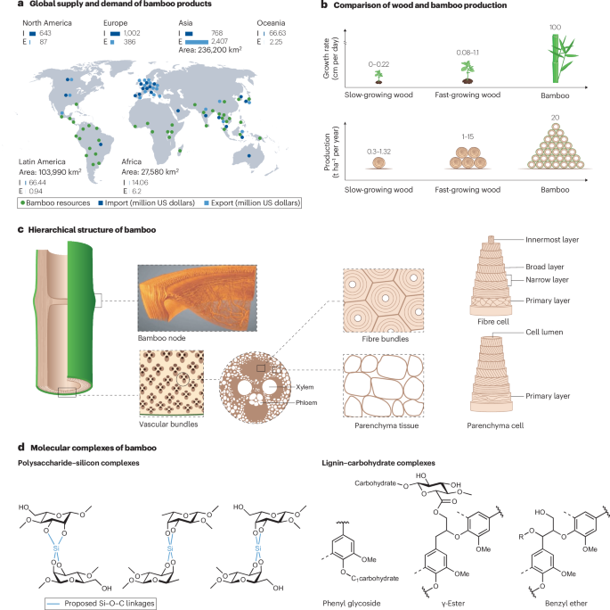 Engineering bamboo as a multiscale platform for carbon-negative materials