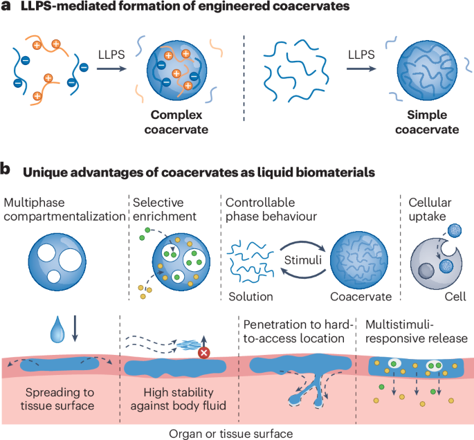 Engineered coacervates as emerging liquid biomaterials