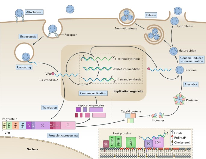 The life cycle of non-polio enteroviruses and how to target it | Nature  Reviews Microbiology