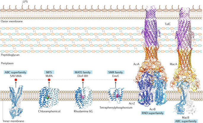 efflux structure, and regulation Nature Reviews Microbiology