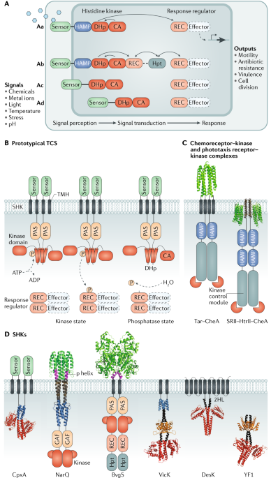 Structural insights into the signalling mechanisms of two-component systems