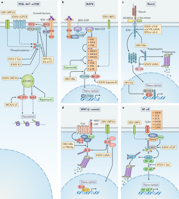 Molecular mechanisms of viral oncogenesis in humans