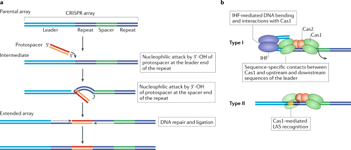 Molecular mechanisms of CRISPR–Cas spacer acquisition | Nature Reviews  Microbiology