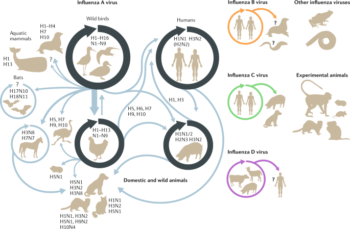 Host and viral determinants of influenza A virus species specificity | Nature Reviews Microbiology Host and viral determinants of influenza A virus species specificity | Nature Reviews Microbiology