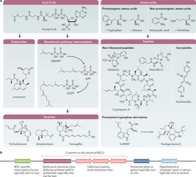 Fungal Secondary Metabolism Regulation Function And Drug Discovery Nature Reviews Microbiology