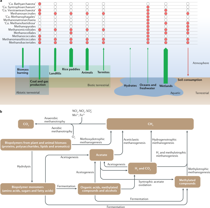An evolving view of methane metabolism in the Archaea | Nature Reviews  Microbiology