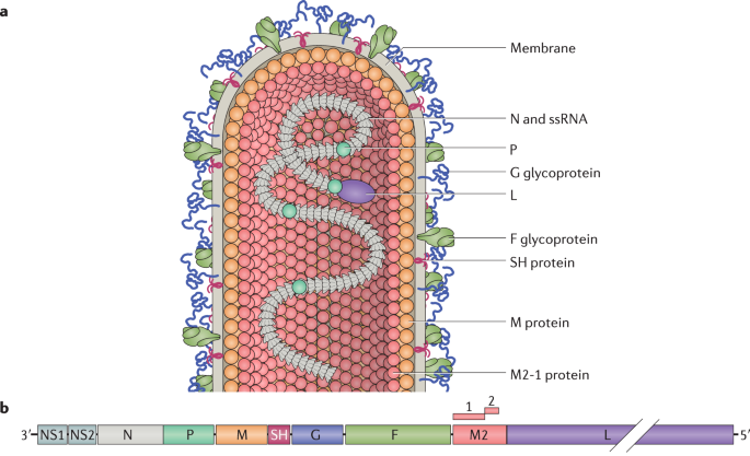 Respiratory Syncytial Virus Entry And How To Block It Nature Reviews Microbiology