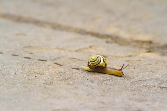 Life in the slow lane | Nature Reviews Microbiology