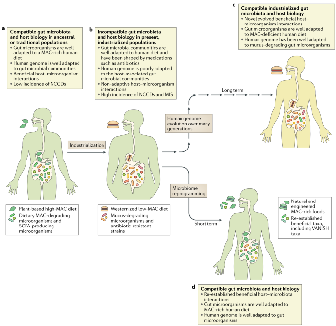 The ancestral and industrialized gut microbiota and implications for human  health | Nature Reviews Microbiology