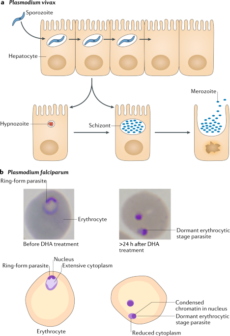 How To Prevent Protozoa