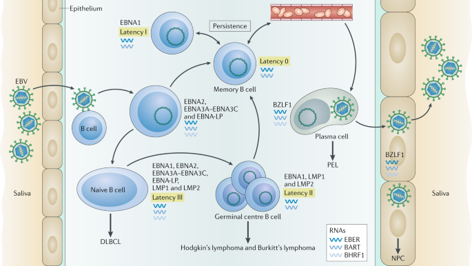 Epstein-Barr virus