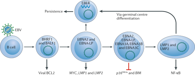 Frontiers  EBV Exploits RNA m6A Modification to Promote Cell Survival and  Progeny Virus Production During Lytic Cycle