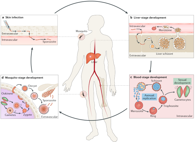 a Plasmodium malária szexuális reprodukciója következik be)