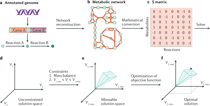Reconstructing Organisms In Silico Genome Scale Models And Their Emerging Applications Nature Reviews Microbiology