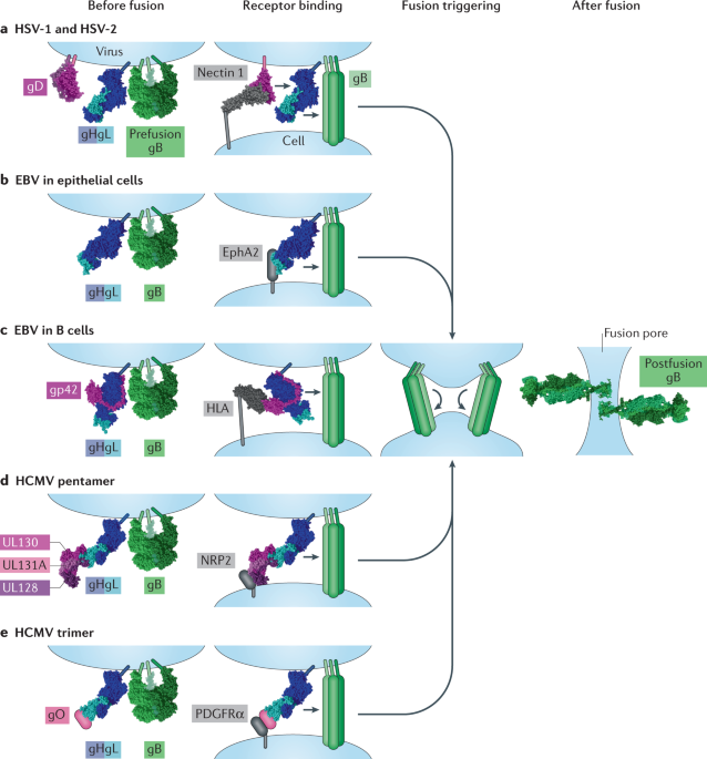 glutathione herpes virus The Role of Glutathione in Viral Diseases of the Central Nervous System