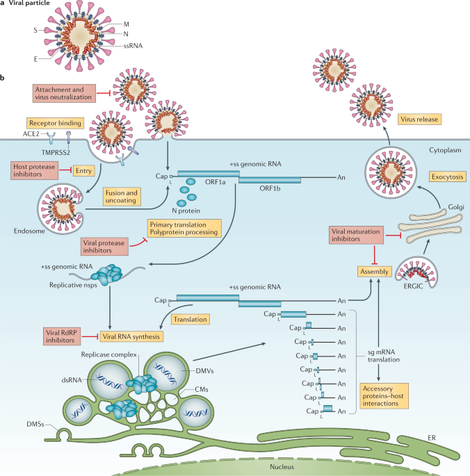 Coronavirus Biology And Replication Implications For Sars Cov 2 Nature Reviews Microbiology