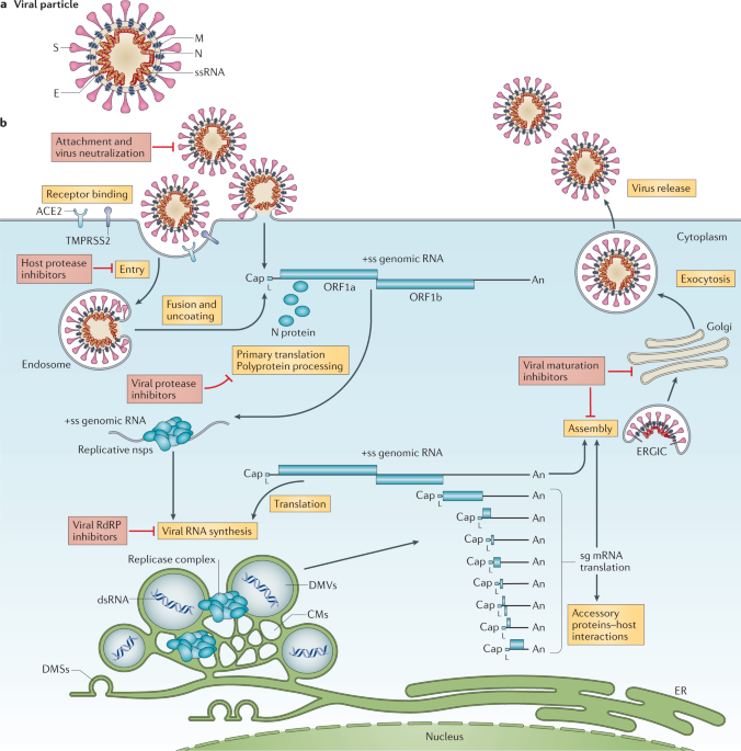 Surprise COVID Discovery Helps Explain How Coronaviruses Jump Species