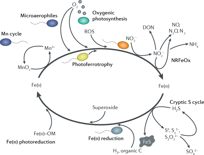 Rapid Redox Cycling of Fe(II)/Fe(III) in Microdroplets during Iron