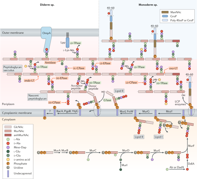 Regulation of peptidoglycan synthesis and remodelling | Nature Reviews  Microbiology