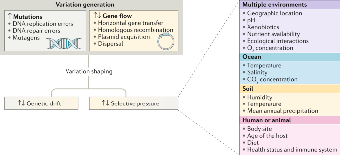 Diversity Within Species Interpreting Strains In Microbiomes Nature Reviews Microbiology Diversity Within Species Interpreting Strains In Microbiomes Nature Reviews Microbiology
