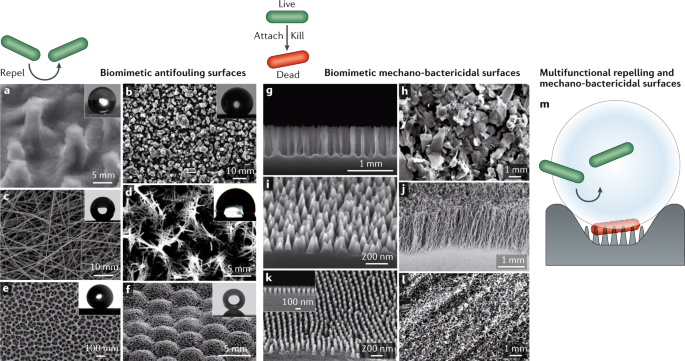 Bactericida vs. Bacteriostático - TNS Nano