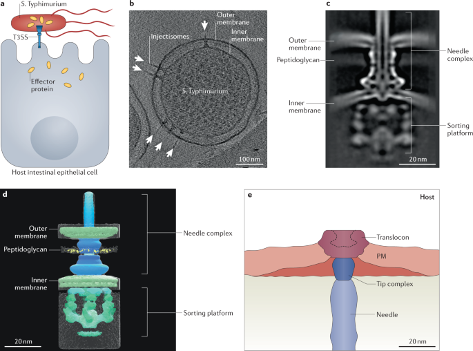 Salmonella Typhimurium And Inflammation A Pathogen Centric Affair Nature Reviews Microbiology