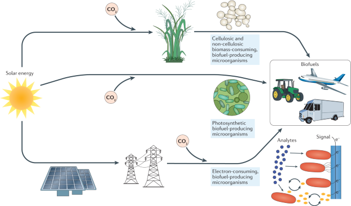 Microbial production of advanced biofuels | Nature Reviews Microbiology