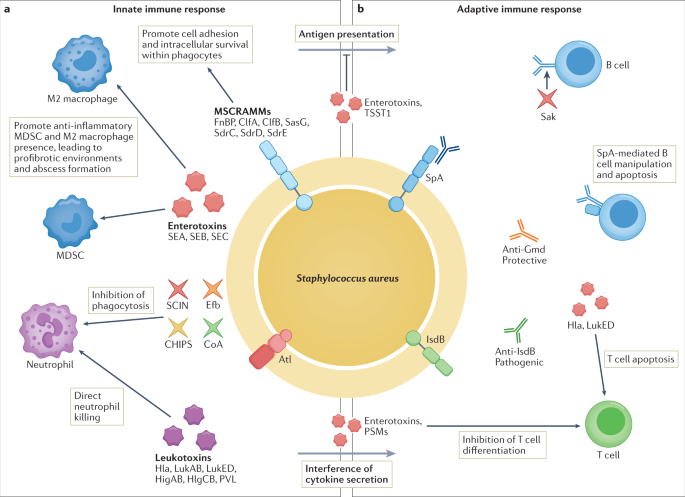 Molecular Pathogenesis of Staphylococcus aureus Infection