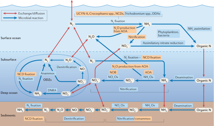 The marine nitrogen cycle: new developments and global change 