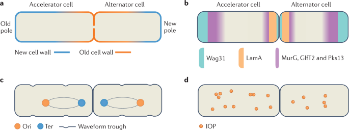 https://media.springernature.com/m685/springer-static/image/art%3A10.1038%2Fs41579-022-00721-0/MediaObjects/41579_2022_721_Fig1_HTML.png