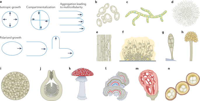 Architecture of the dynamic fungal cell wall | Nature Reviews 