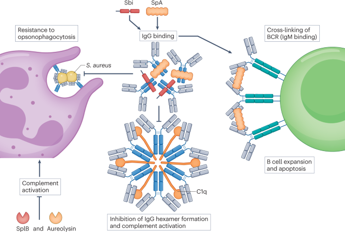 Frontiers  Selective Host Cell Death by Staphylococcus aureus: A Strategy  for Bacterial Persistence