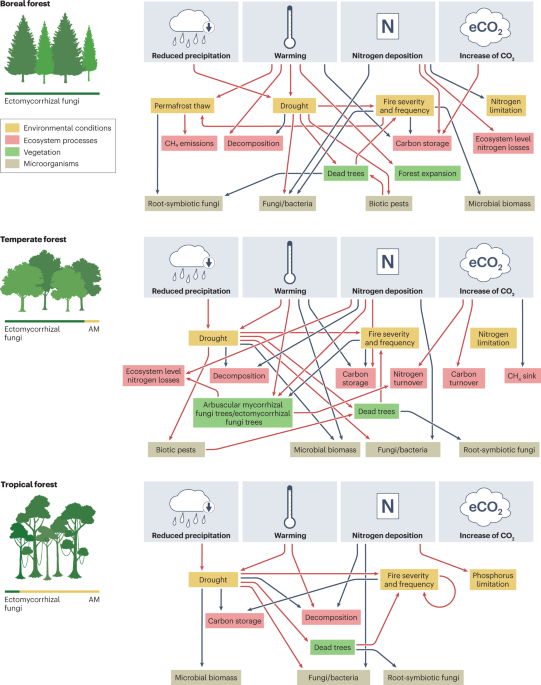 Forest microbiome and global change