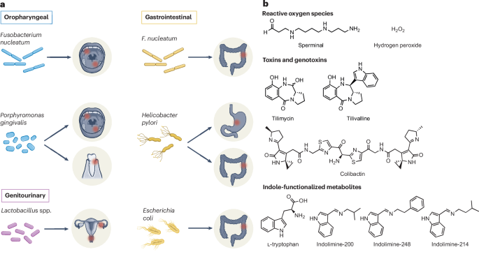 Bacterial small molecule metabolites implicated in gastrointestinal cancer  development | Nature Reviews Microbiology