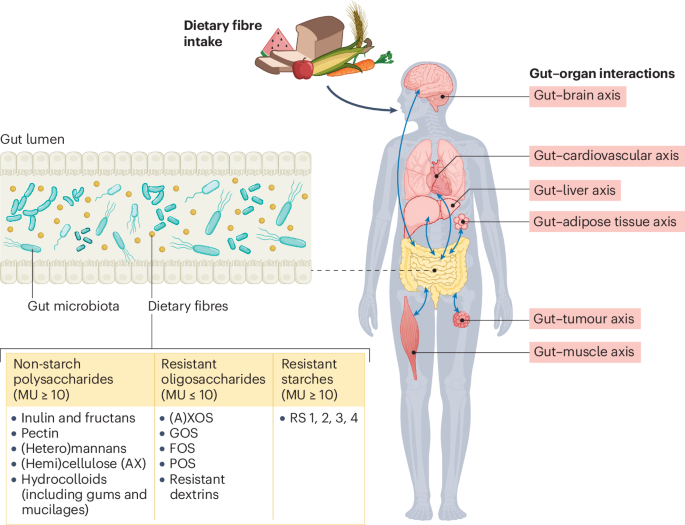 The gut microbiome and dietary fibres: implications in obesity,  cardiometabolic diseases and cancer | Nature Reviews Microbiology