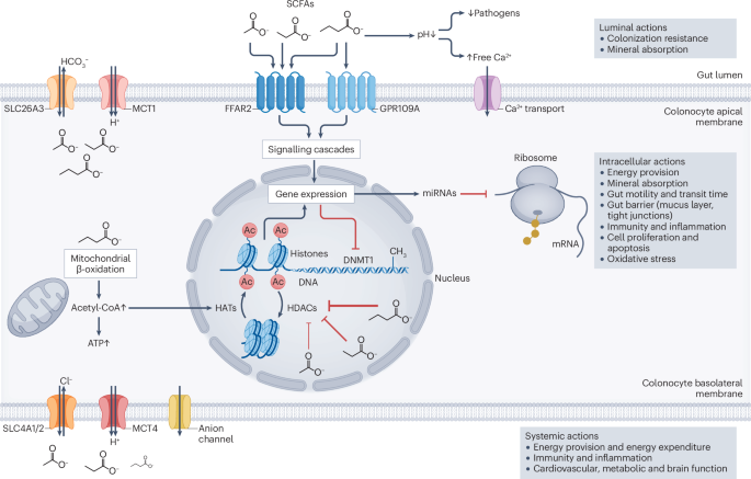 Gut microbiota-derived short-chain fatty acids and their role in human health and disease