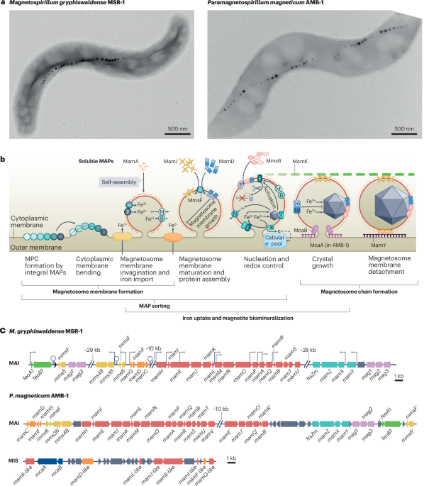 Biosynthesis and function of magnetic organelles in magnetotactic bacteria
