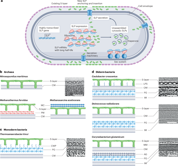 Assembly, architecture and functional roles of microbial surface layers
